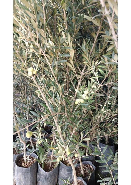 Arbequina Ispanyol Zeytin Fidanı 100 Cm+ Görseller Fidanların Kendi Fotoğraflarıdır. fırsatları