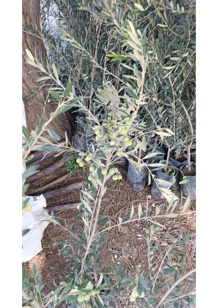 Arbequina Ispanyol Zeytin Fidanı 100 Cm+ Görseller Fidanların Kendi Fotoğraflarıdır. fiyatları