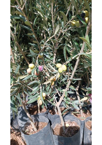 Arbequina Ispanyol Zeytin Fidanı 3 Adet