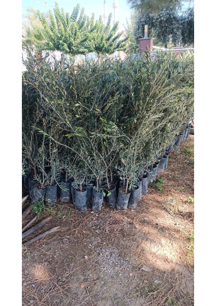 Arbequina Ispanyol Zeytin Fidanı 3 Adet fırsatları