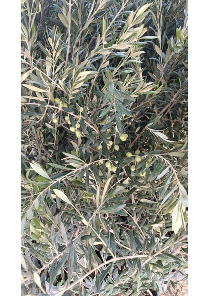 Arbequina Ispanyol Zeytin Fidanı 3 Adet indirimleri