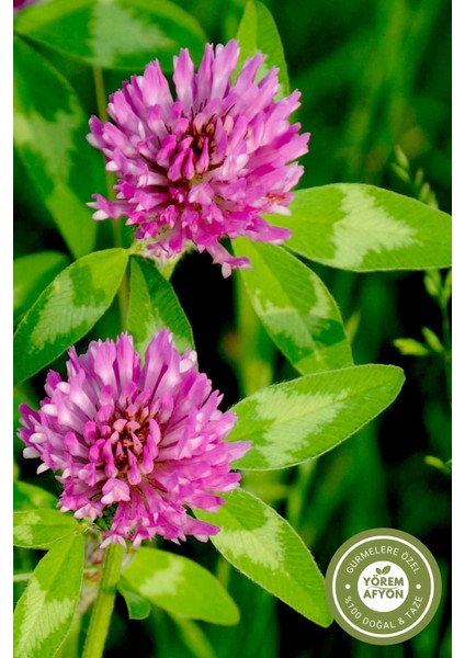 Yörem Afyon Meşhur Giresun Yayla Mahsulü Tomurcuk Kızıl Yonca Kurusu, Çayır Üçgülü (Trifolium Pratense) | 40GR. modelleri