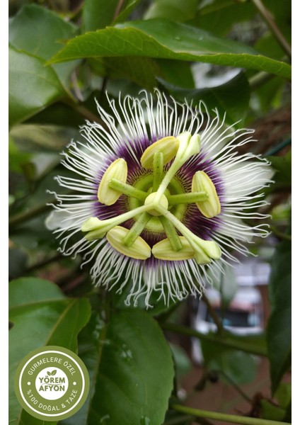 Yörem Afyon Geleneksel Tıbbın Sakinlik Iksiri Çarkıfelek Burgu Otu, Fırıldak Otu (Passiflora Incarnata) | 40GR. modelleri