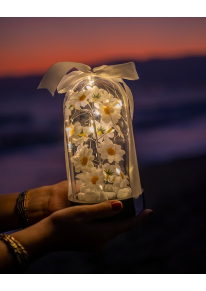 Dekoratif LED Işıklı Papatya Fanusu Sevgiliye Özel Hediyelik Fanus