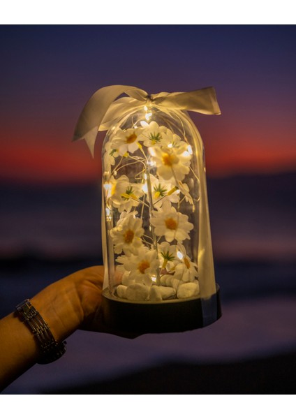 Dekoratif LED Işıklı Papatya Fanusu Sevgiliye Özel Hediyelik Fanus