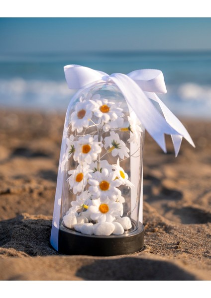 Dekoratif LED Işıklı Papatya Fanusu Sevgiliye Özel Hediyelik Fanus