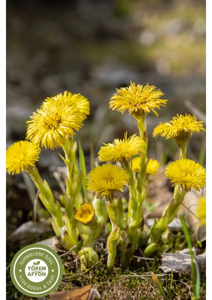Yörem Afyon Meşhur Rize Yöresinden Doğal Şifa Kaynağı Otu, Farfara Otu (Tussilago Farfara) | 60GR. fiyatları