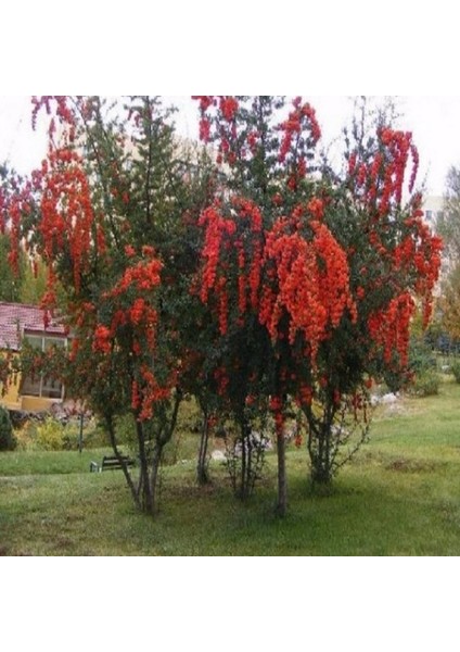 Ateş Dikeni Fİdanı 50 ila 60 cm