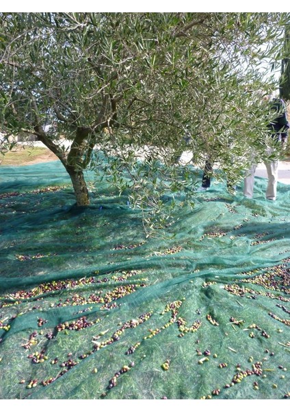 Zeytin Toplama Filesi 4X6 modelleri