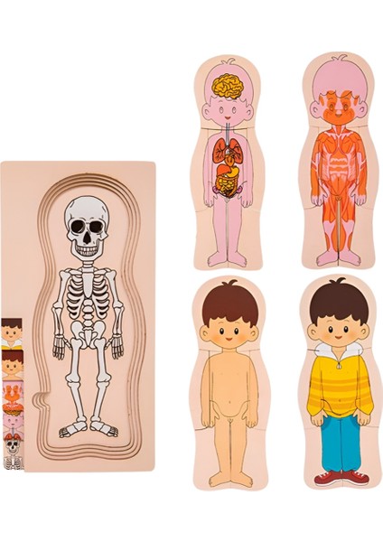 Ahşap Insan Vücudu Yapısı Bulmacası Çocuklar Için Çok Katmanlı Uçak Bulmacası Erken Çocukluk Eğitimi Oyuncakları, Erkek Çocuk (Yurt Dışından)