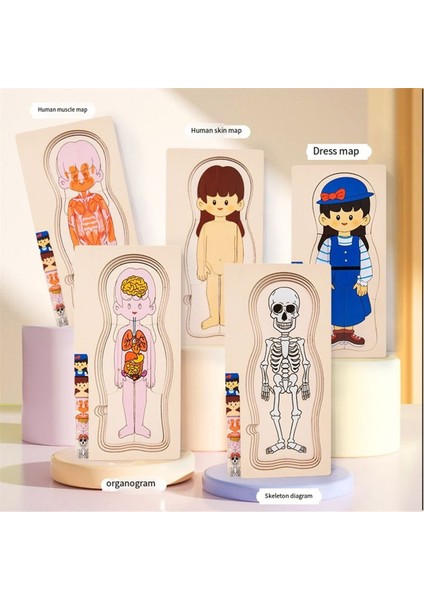 Ahşap Insan Vücudu Yapısı Bulmacası Çocuklar Için Çok Katmanlı Uçak Bulmacası Erken Çocukluk Eğitimi Oyuncakları, Erkek Çocuk (Yurt Dışından) fırsatları