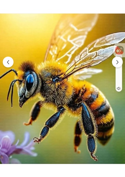 Arı Varrua Arı Biti Yok Edici 250ml + Mavrik 2f Kitap | Arı biti ve Varrua Ekarına Karşı Kalıcı Koruma Güçlü ve Etkili Set indirimleri