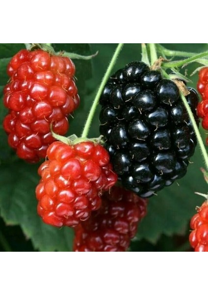 Naturel Tüplü Iri Meyveli Bol Verimli Cebeci Dikensiz Böğürtlen Fidanı