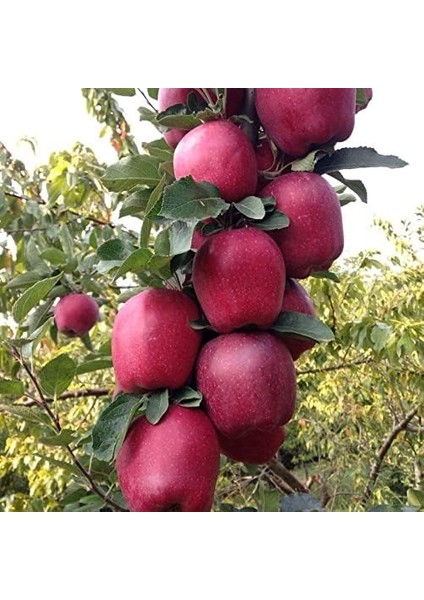 Naturel Tüplü Aşılı Yarıbodur Bol Verimli Starking Elma Fidanı