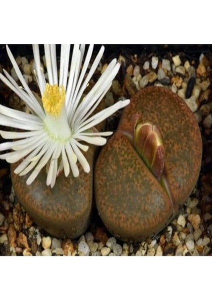 Look Lithops Lesliei V Albiflora Sukulent Tohumu TH-DSHNGLOOKTHM044