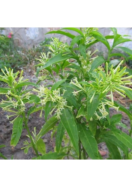 Paket Tüplü Aromatik Melissa (Parfüm Çiçeği)‏ Fidanı