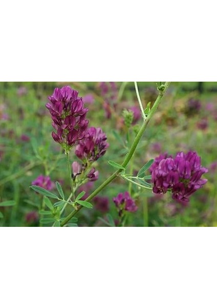 Üç Yapraklı Yonca Çiçeği 200 Adet Tohum fiyatları