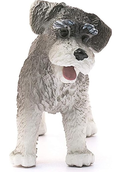 World-Minyatür Schnauzer fiyatları