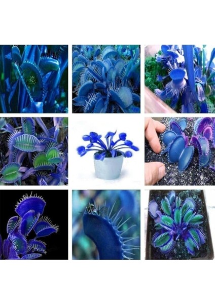 Dünyam 10 Adet Mavi (Blue) Venüs Sinek Kapan Etobur Bitki Tohumu