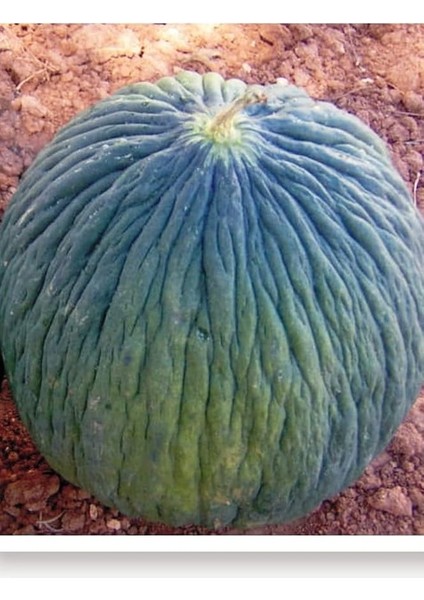 Tarım Ata Tohumu Yerli Ankara Kavunu Hasanbey 100 Adet Tohum