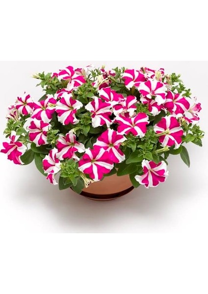 Petunya Çiçeği Tohumu (Iri Çiçekli Bodur) Gül Yıldız Renkli - 15 Tohum