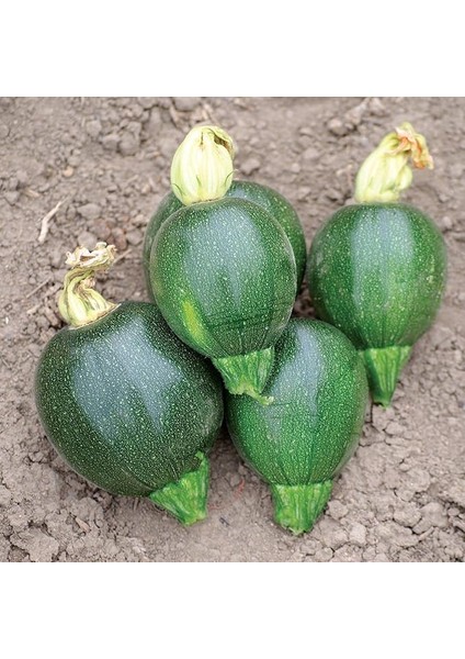 Tarım Ata Tohumu Yerli Kabak Karatopak 20 Adet Tohum