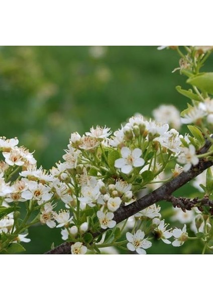 Mahlep Fidanı 2 Yaşında Tüplü fiyatları
