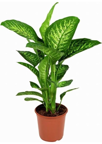 Fidancılık Difenbahya Tropik Salon Bitkisi 60-90 cm