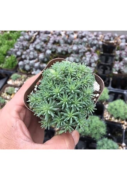 Sedum Tohumu (Iri Damarlı Yapraklar) Yeşil Renkli - 15 Tohum fırsatları