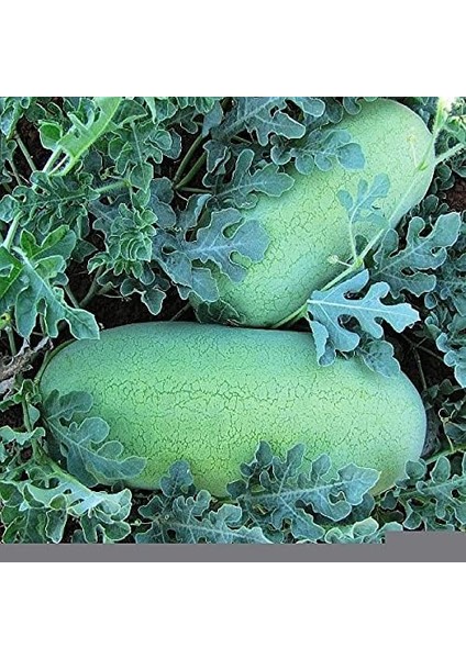 Tarım Nadir Bulunan Doğal Charleston Gray Karpuz 20 Adet Tohum