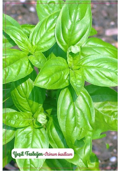 Tarım Yeşil Fesleğen Geniş Yaprak Çiçeği Tohumu 1000 Adet Tohum