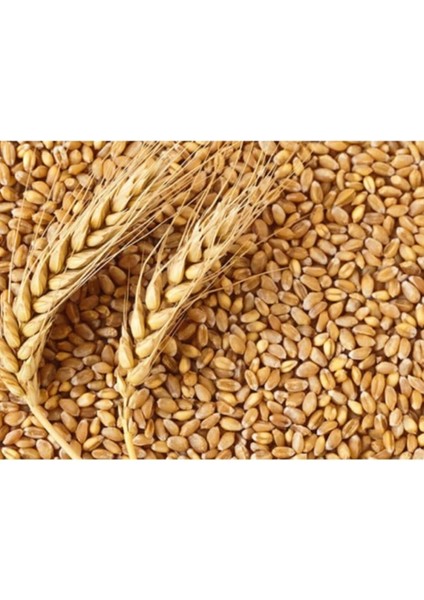 Buğday 1 kg Doğal Buğday Hormonsuz Ilaçsız Buğday Tavuk Yemi Güvercin Yemi Buğday Tohumu Buğday Çimi modelleri