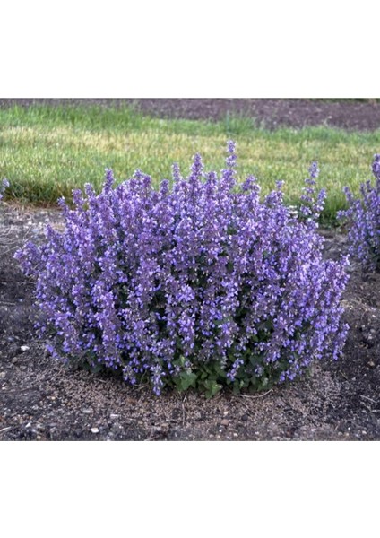 Dünyam 10 Adet Kedi Nanesi Çiçek Tohumu