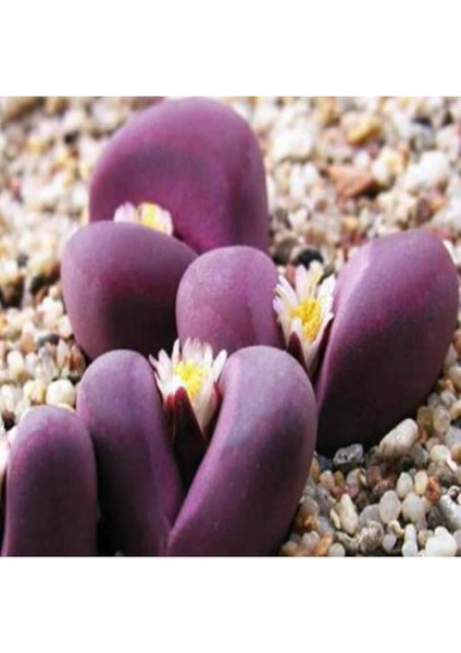 Look Lithops Optica Cv Rubra Sukulent Tohumu TH-9154684654821