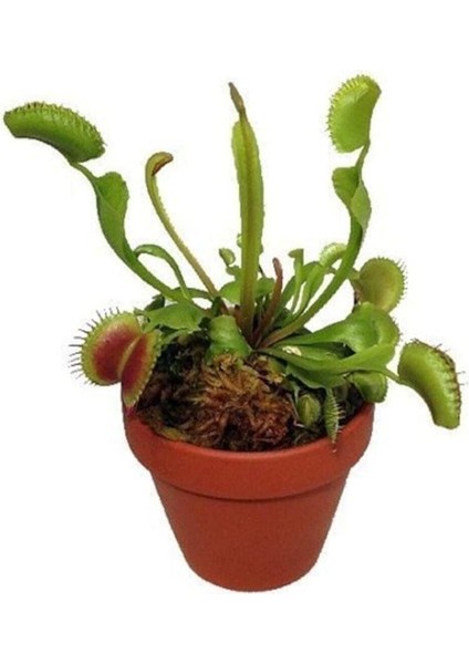 Dünyam Venus Fly Trap Tohumu 5 Adet Tohum Etçil Bitki Etobur Bitki Sinek Kapan