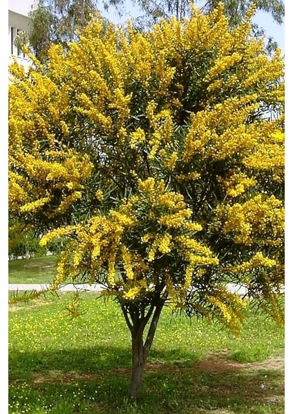 Look Sarı Mimoza Ağacı Tohumu / 5 Adet Tohum TH-2022DSHNGLKTHM232
