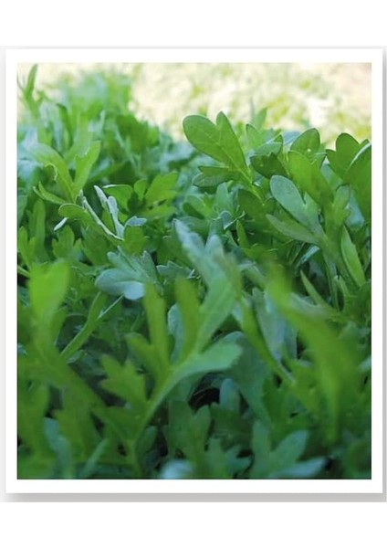 Tarım Ata Tohumu Yerli Ince Tere 1000 Adet Tohum