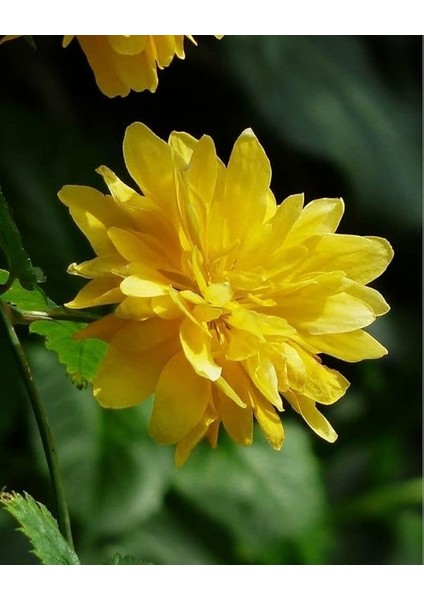 Yediveren Kanarya Gülü Fidanı Sarı Renk 60-80 cm Golden Guinea