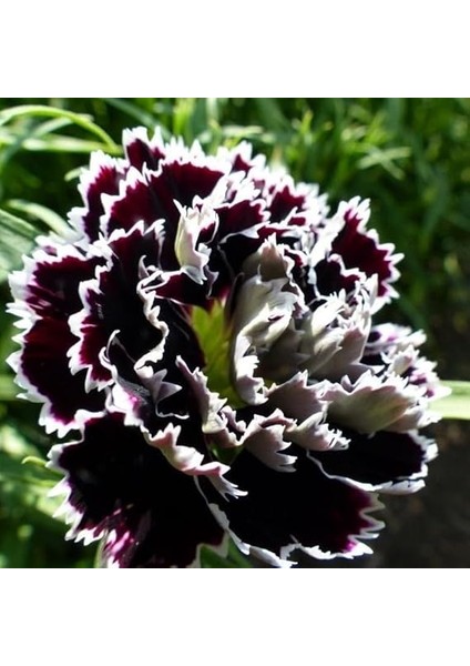 Heddewigii Gaiety Katmerli Iri Karanfil Çiçeği Tohumu (100 Adet) fiyatları