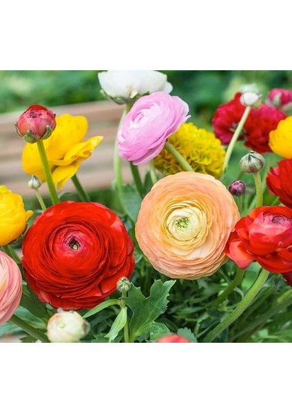 Çiçeği Tohumu (Katmerli Büyük Çiçekli) Karışık Renkli - 5 Tohum modelleri