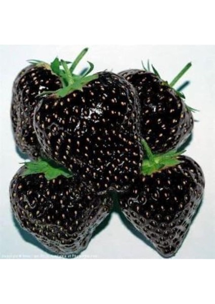 Look 10 15 Adet Siyah Çilek Tohumu TH-2022DSHNGLKTHM153 fiyatları