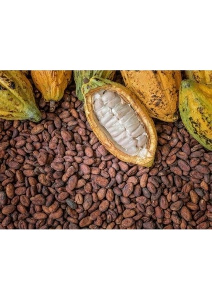 Dünyam Organik Kakao Ağacı Tohumu