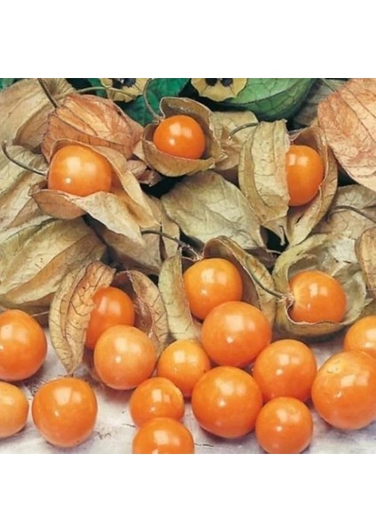 Altın Çilek Yer Kirazı Fidesi (2 Adet)