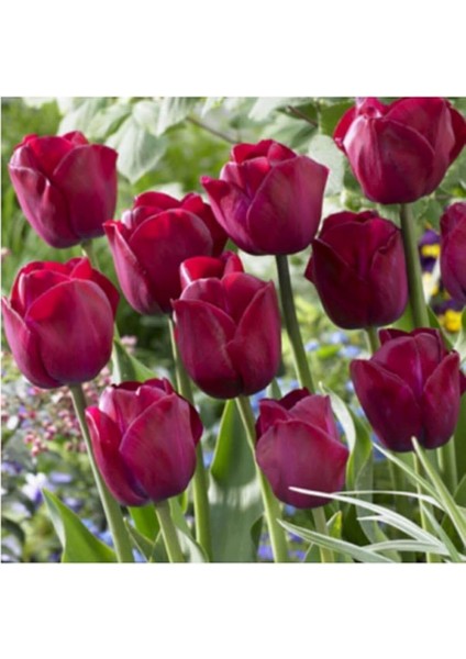 Bordo Lale Soğanı 5 Adet