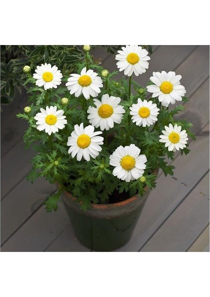 Beyaz Papatya Tohumu (Iri Çiçekli) - 25 Tohum