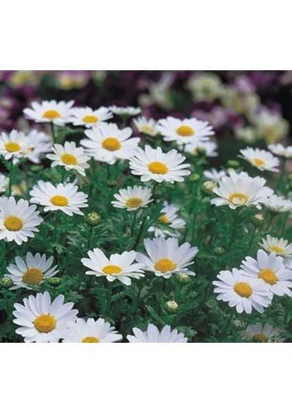 Beyaz Papatya Tohumu (Iri Çiçekli) - 25 Tohum fiyatları