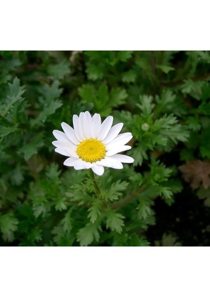 Beyaz Papatya Tohumu (Iri Çiçekli) - 25 Tohum modelleri