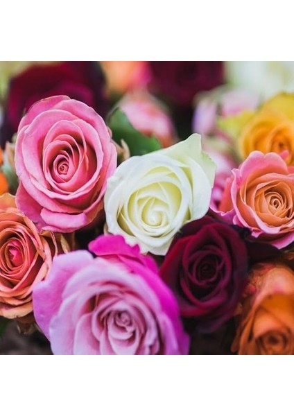 Tohum Karışık Yediveren Kokulu Gül (10 Adet)