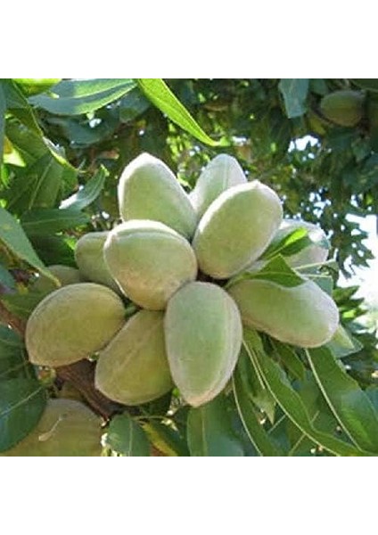 Tüplü Aşılı Çok Iri Meyveli Bol Verimli Bertina Badem Fidanı (10 Adet)