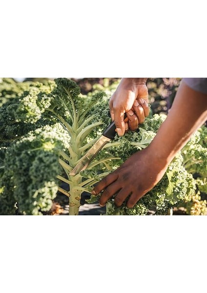 Hasat Bıçağı, Kalın Saplar ve Saplar Için, Bıçak Uzunluğu: 15 Cm, Paslanmaz Çelik/plastik, Siyah/turuncu, x Serisi, K82, 1062830 fırsatları